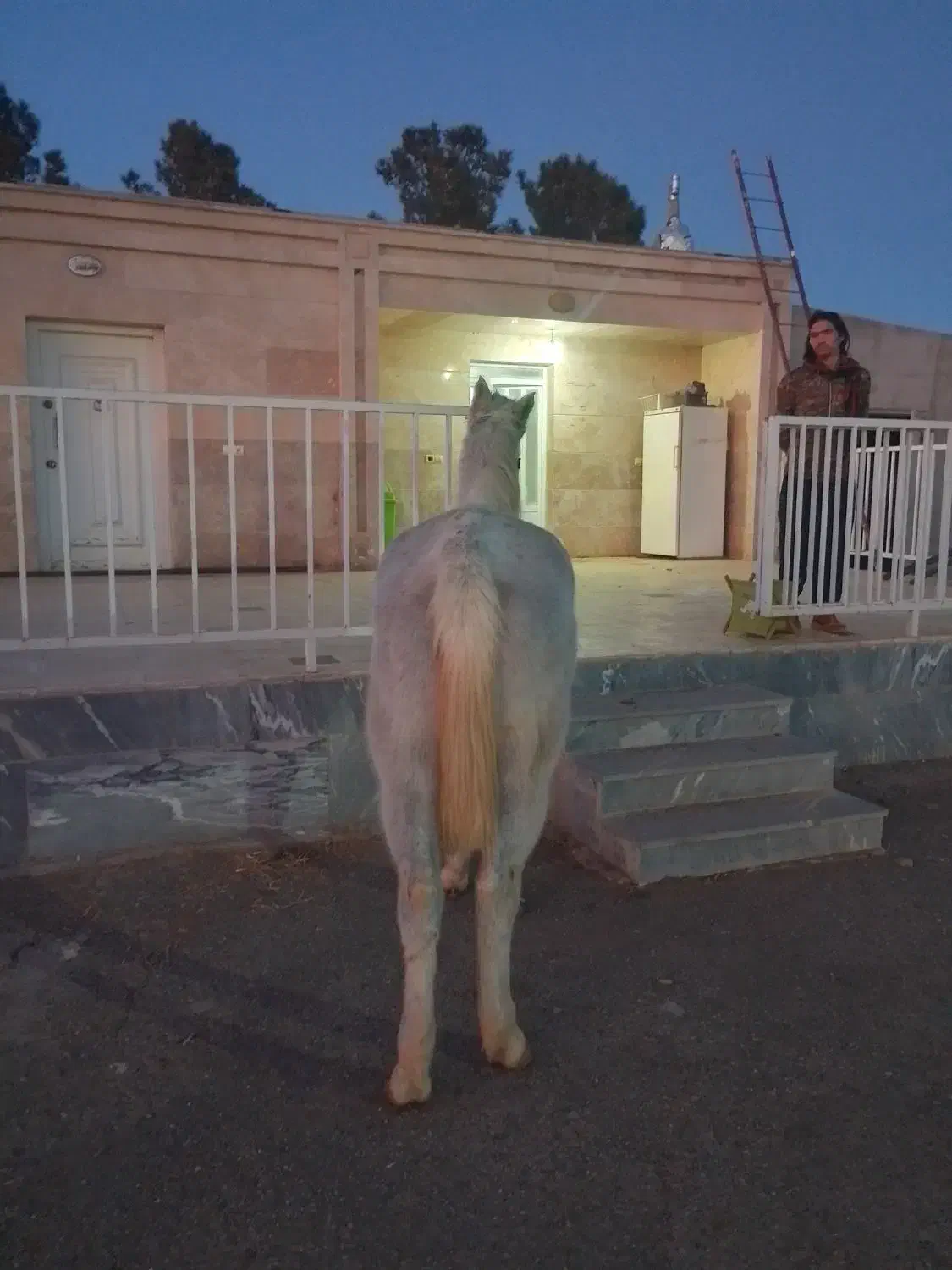 مادیون کرد|اسب و تجهیزات اسب‌سواری|صفادشت, |دیوار