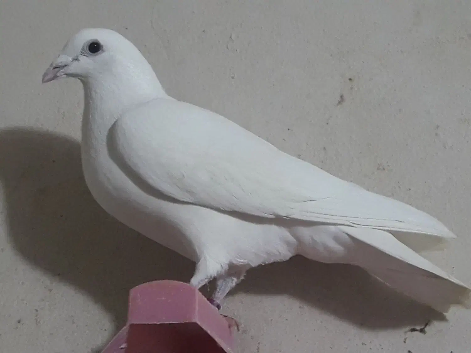 سفید پلاکی|پرنده|مسجد سلیمان, |دیوار