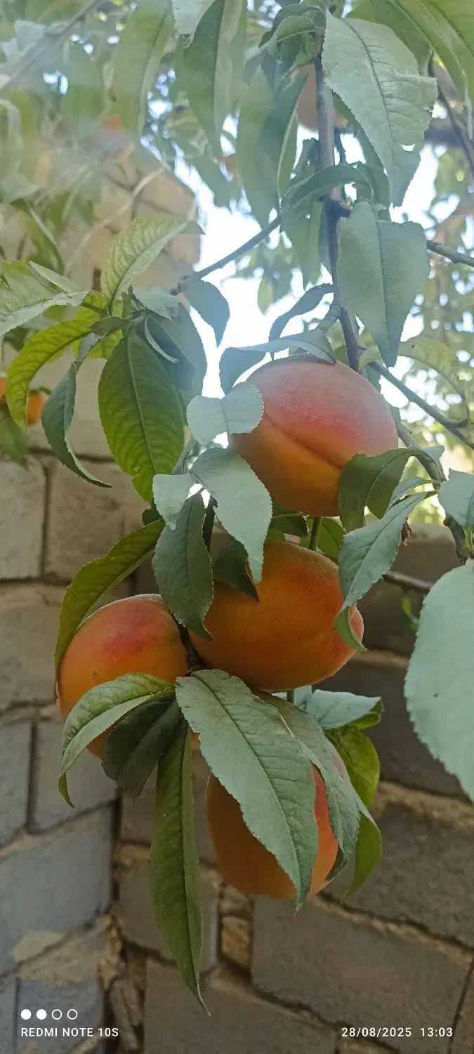 زمین اجاره میخام|خدمات باغبانی و درختکاری|قروه, |دیوار