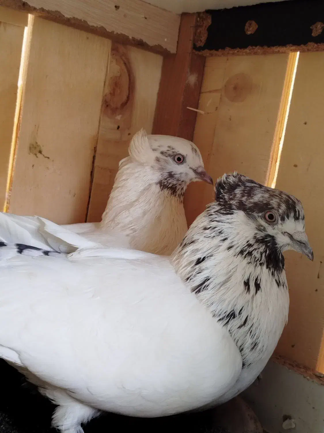 کفتر گمشده|حیوانات|اشتهارد, |دیوار