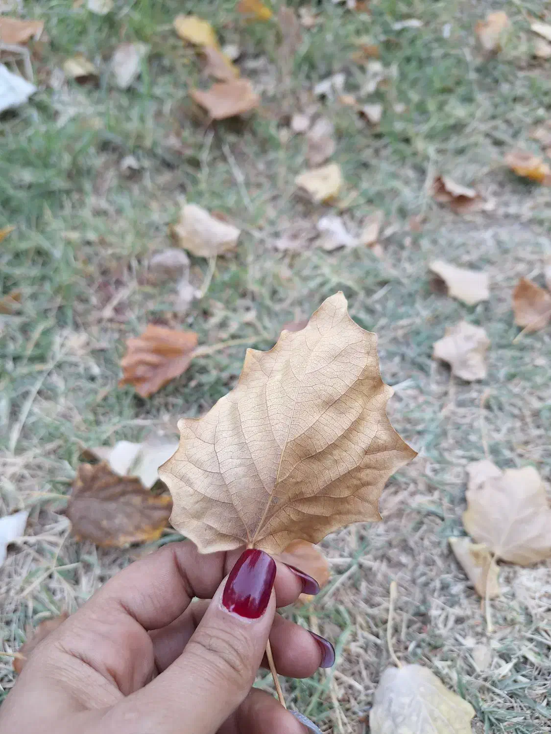 باغ ویلا سوئیت|اجارهٔ کوتاه‌مدت ویلا و باغ|اشترینان, |دیوار