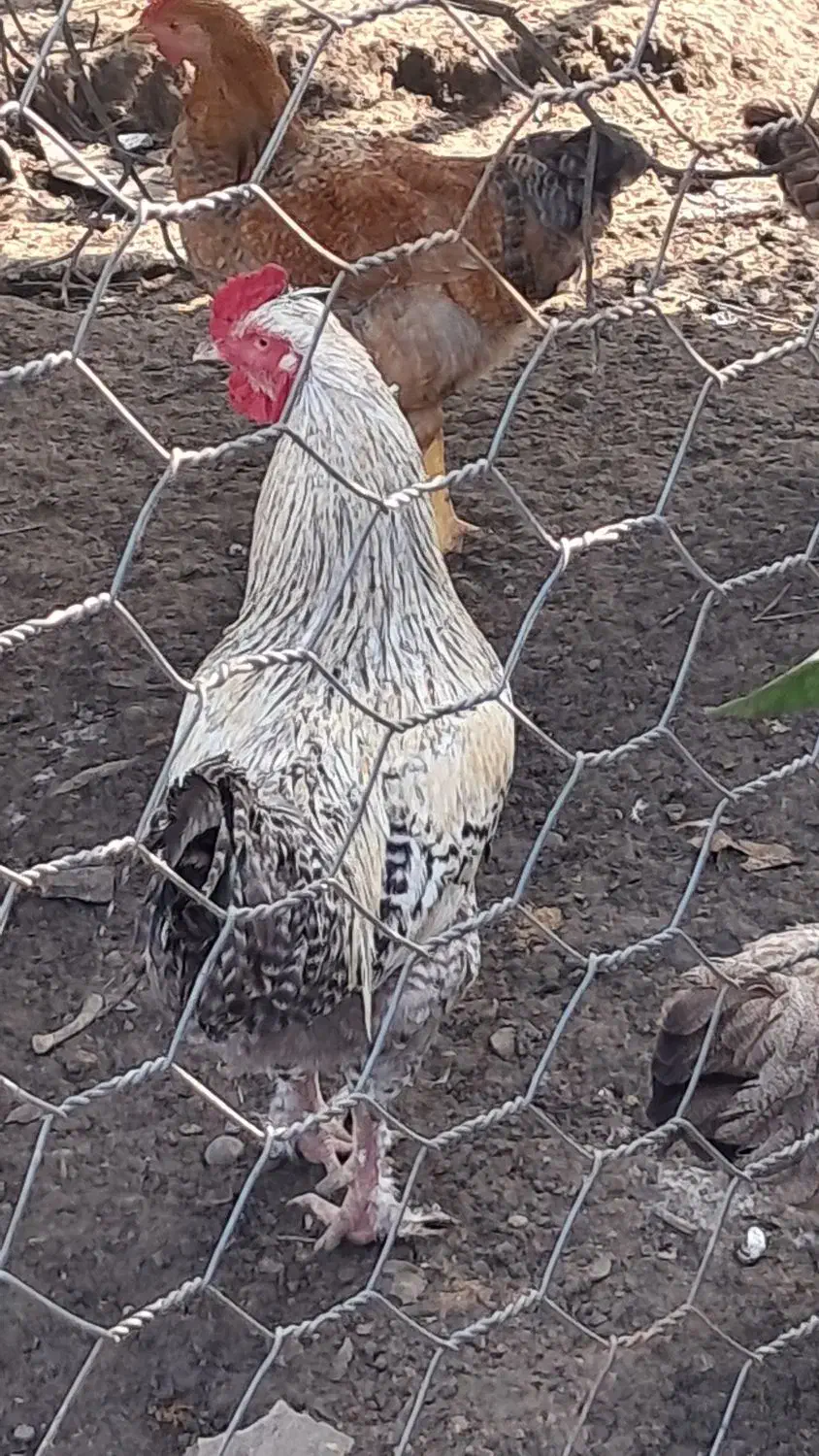 فروش خروس نژاد ساسکس(sussex)اصیل و سالم|حیوانات مزرعه|شلمان, |دیوار