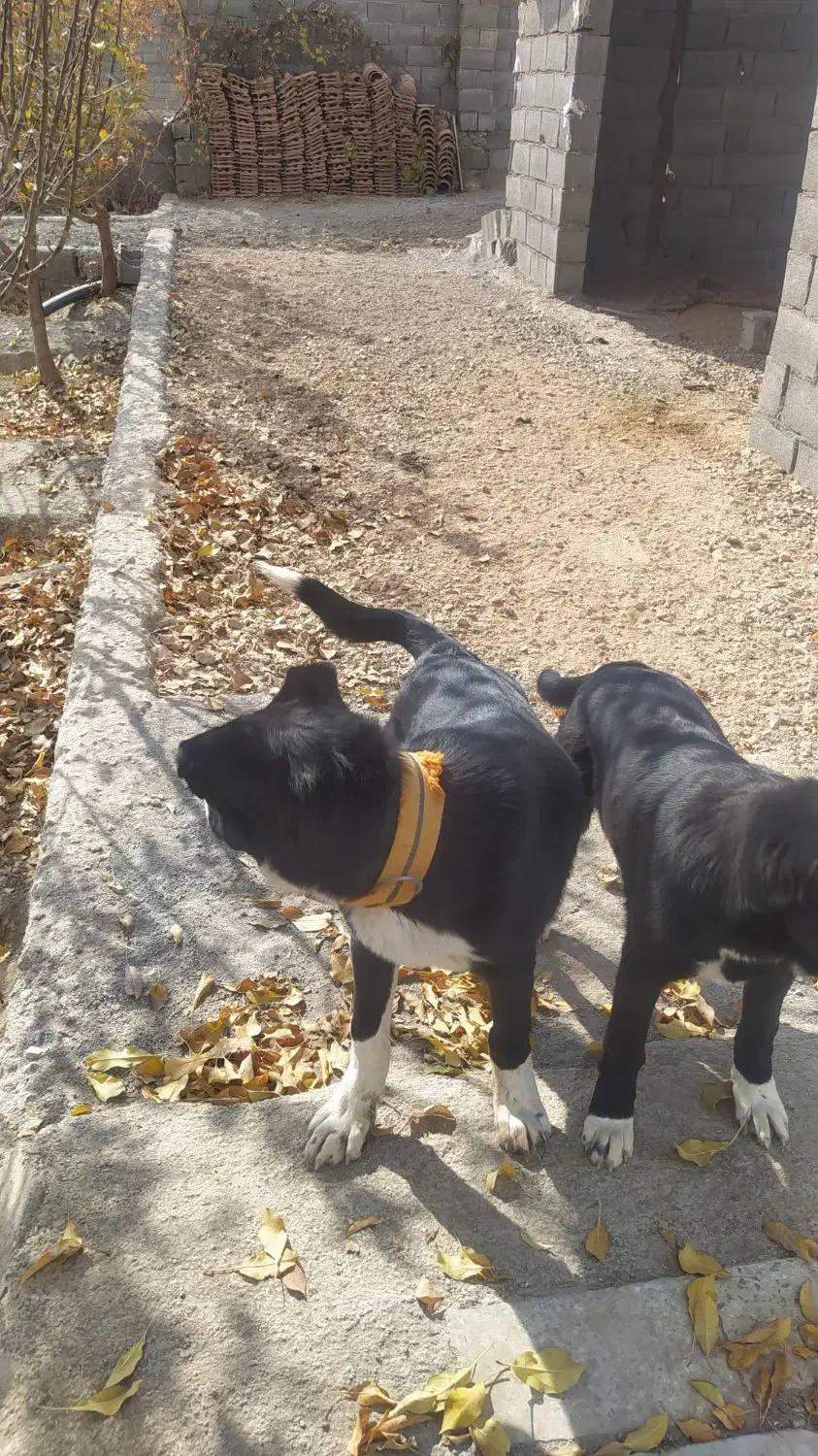 توله سگ قدرجونی اصل|سگ|قهدریجان, |دیوار