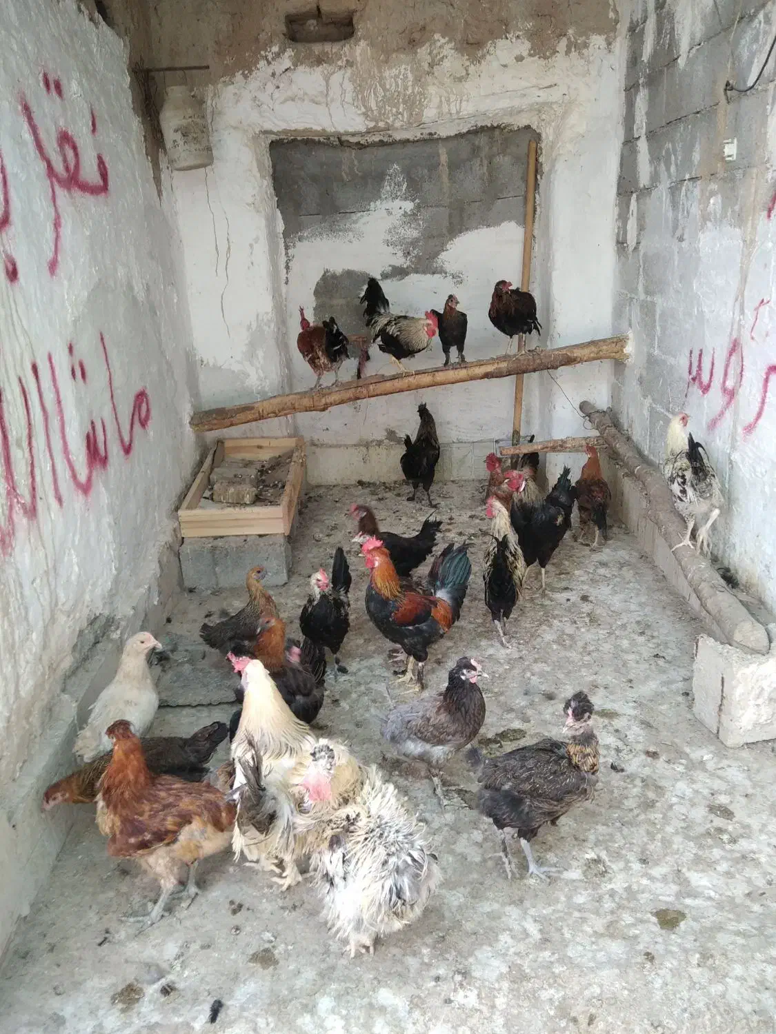 مرغ خروس محلی چاه قائدی وحیدکشتکار|حیوانات مزرعه|لامرد, |دیوار