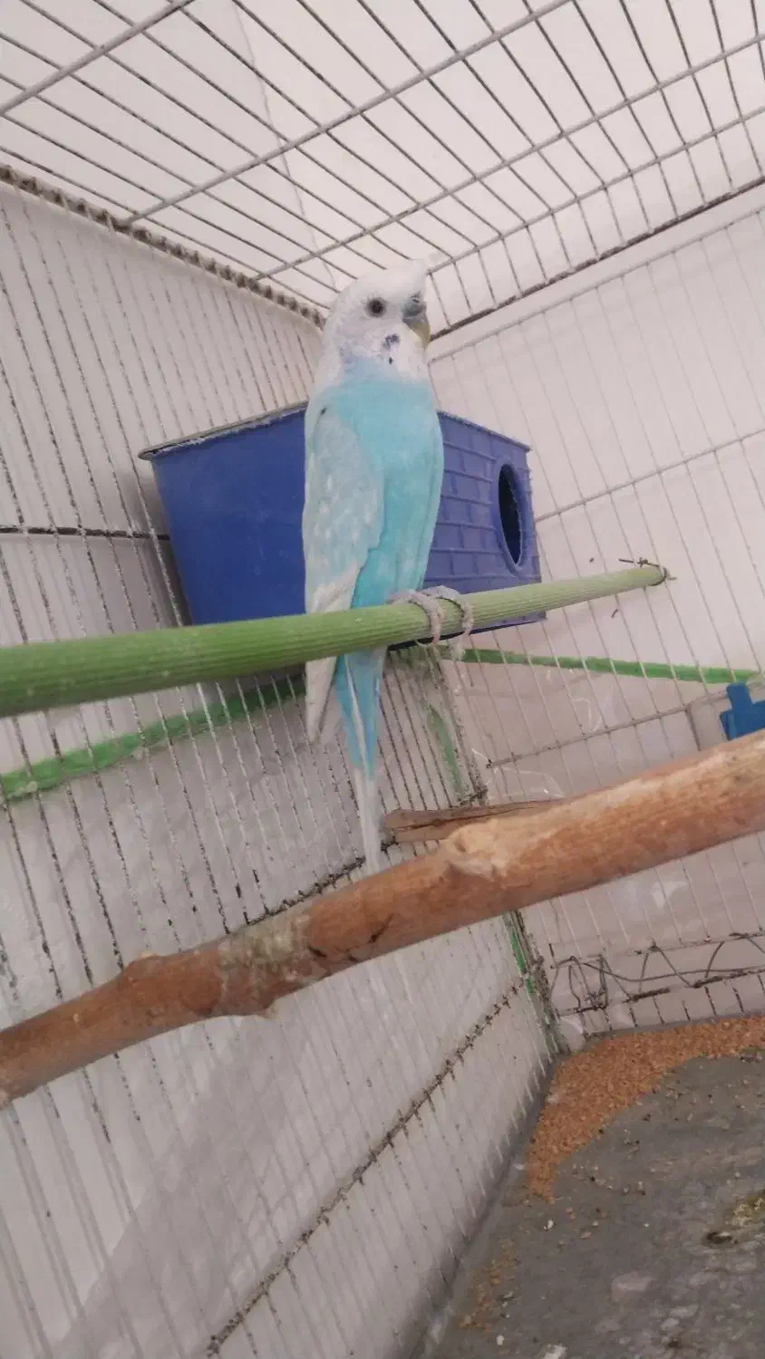 مرغ عشق فر|پرنده|سربیشه, |دیوار