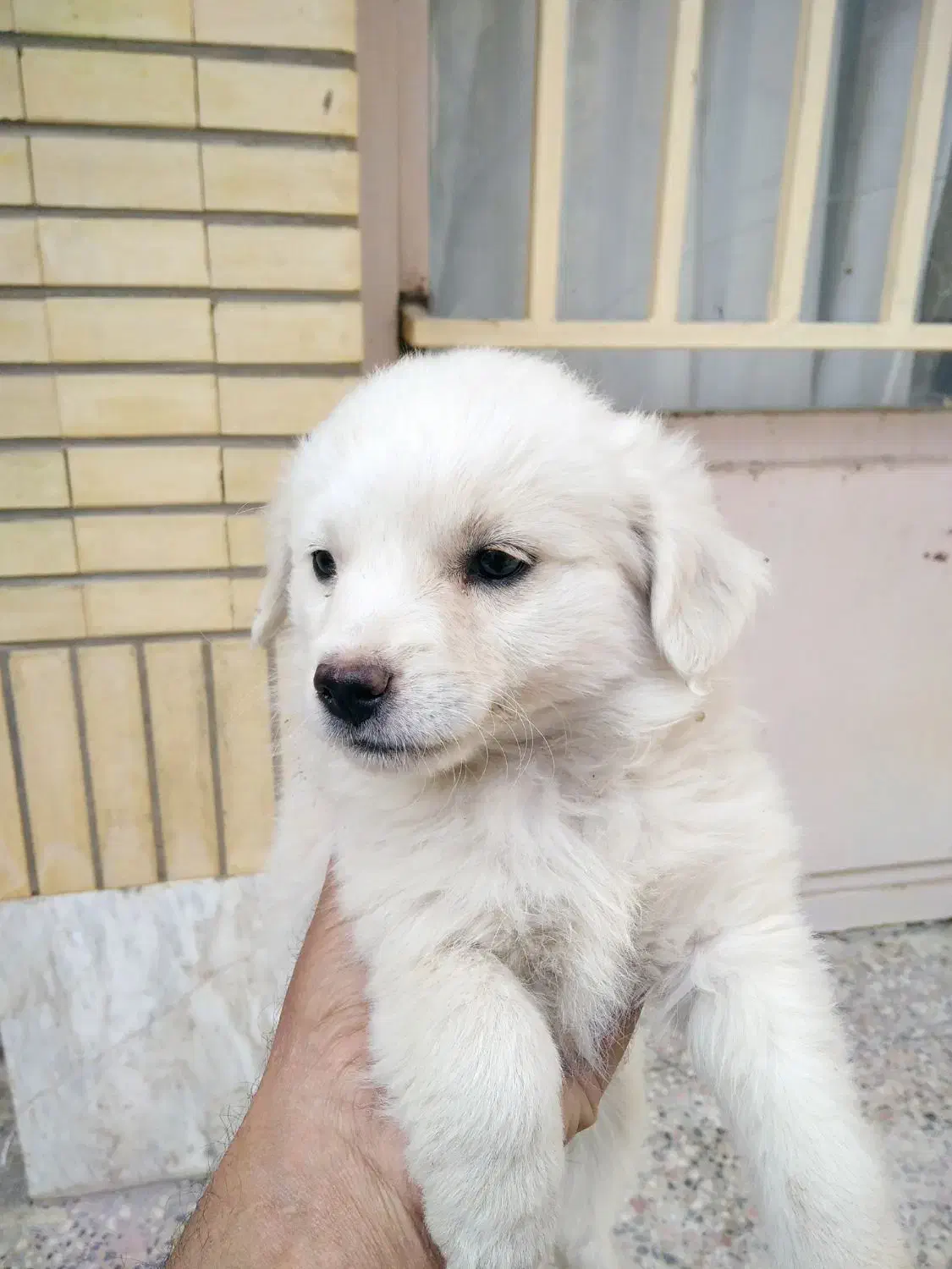 واگذاری سگ|سگ|سامان, |دیوار