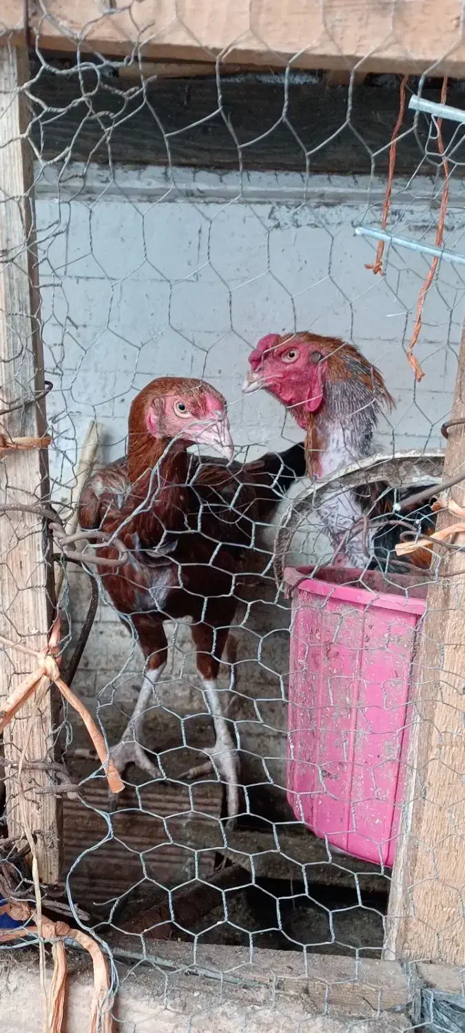 مرغ و خروس و جوجه و تخم لاری اصیل افغان|حیوانات مزرعه|قائمشهر, |دیوار