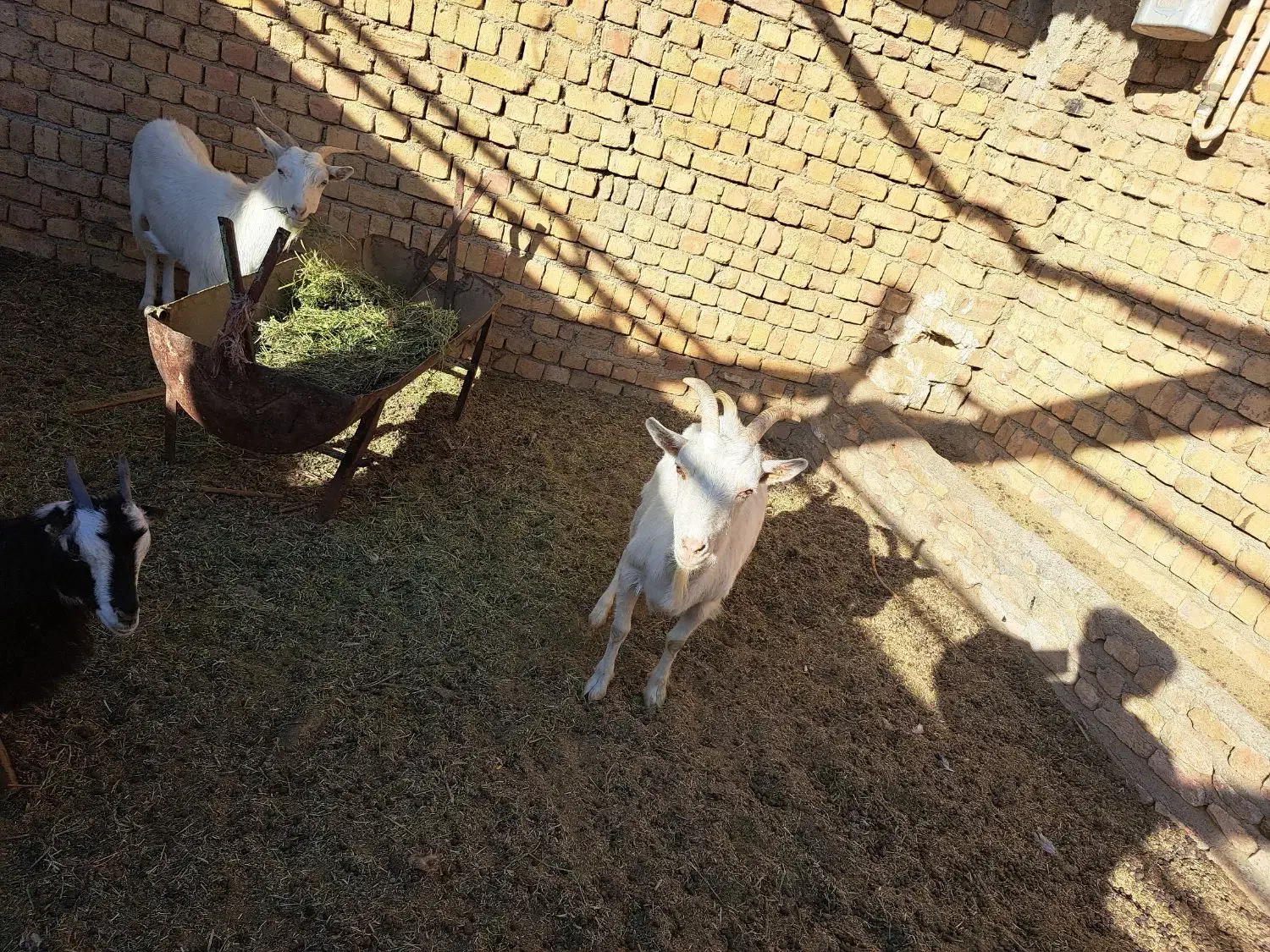 دوعددبز ثانن جوان ابستن|حیوانات مزرعه|گلپایگان, |دیوار