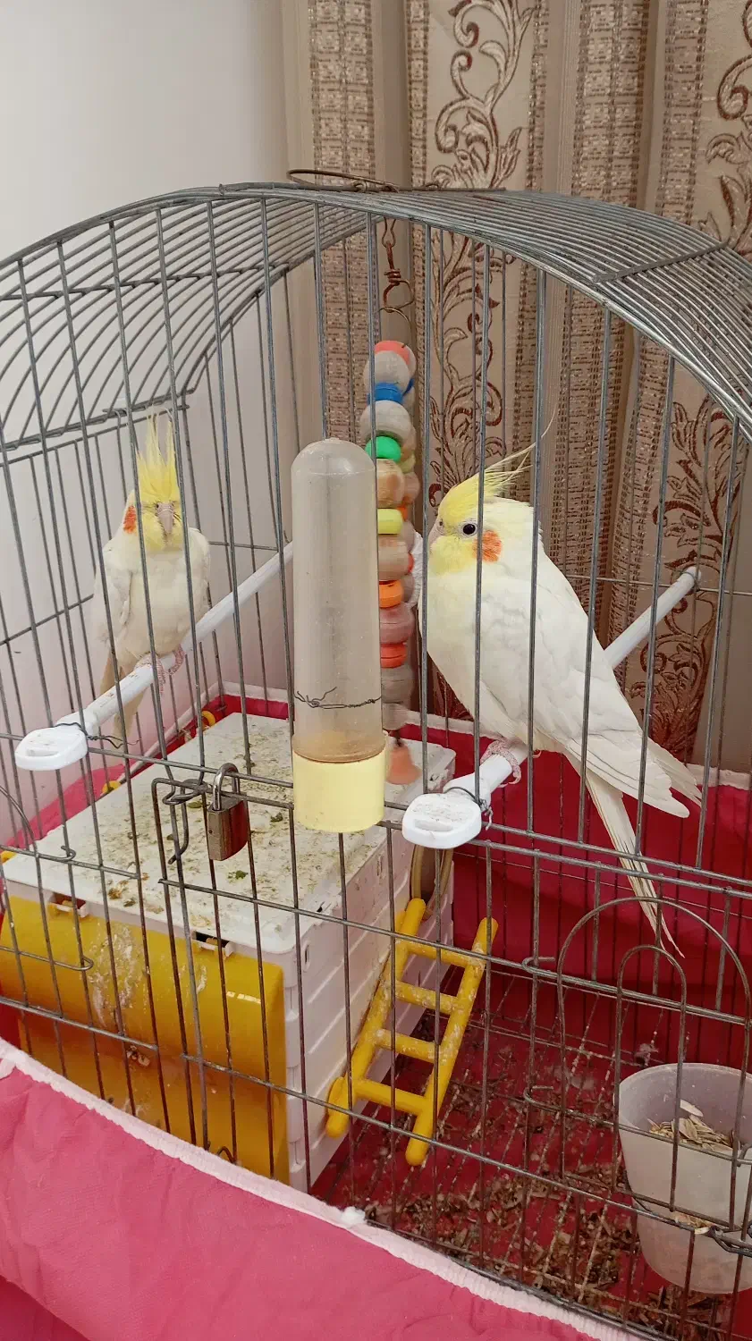 عروس هلندی|پرنده|مبارکه, |دیوار