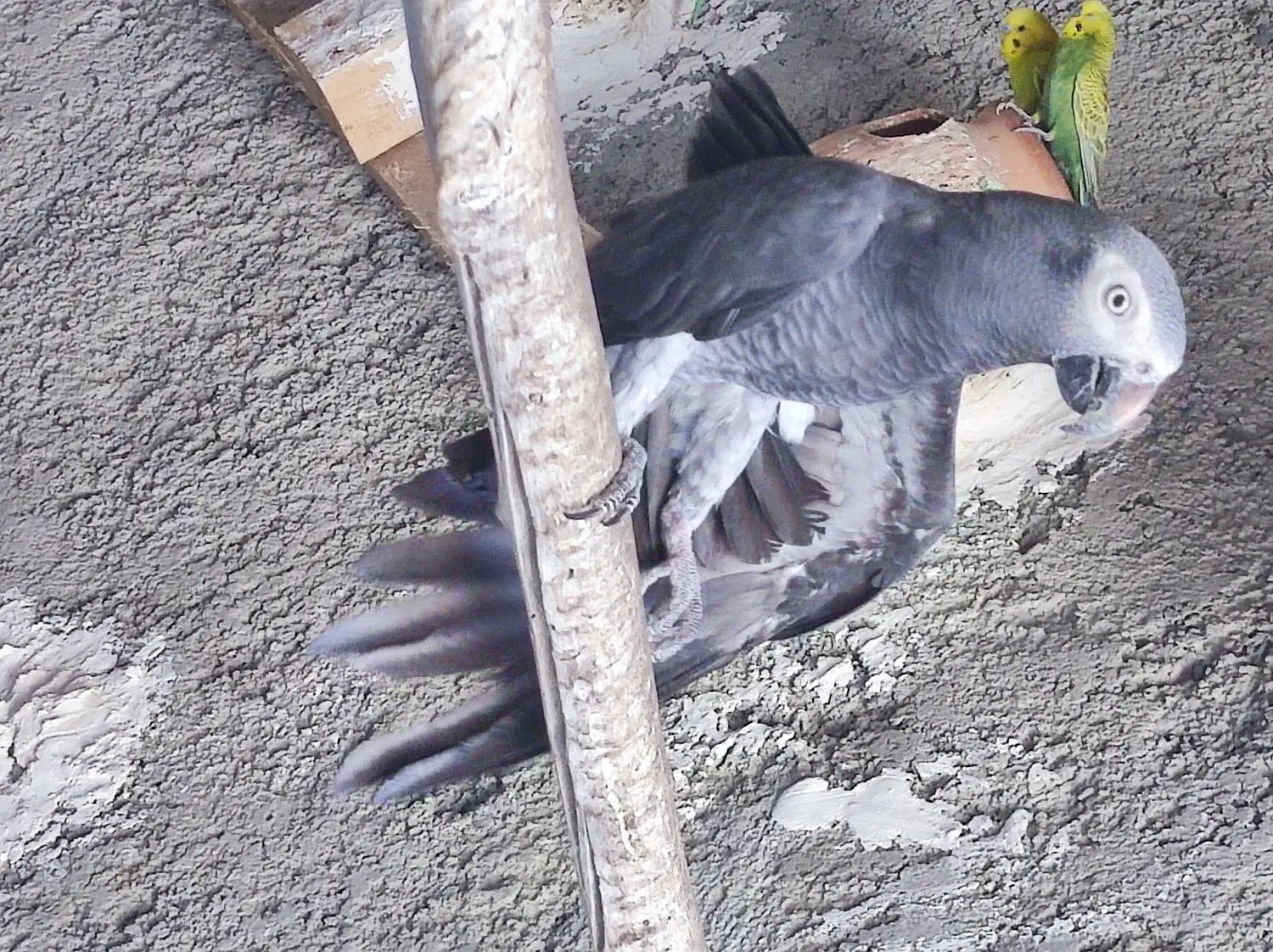 پرنده کاسکو نر وماده|پرنده|دشتیاری, |دیوار