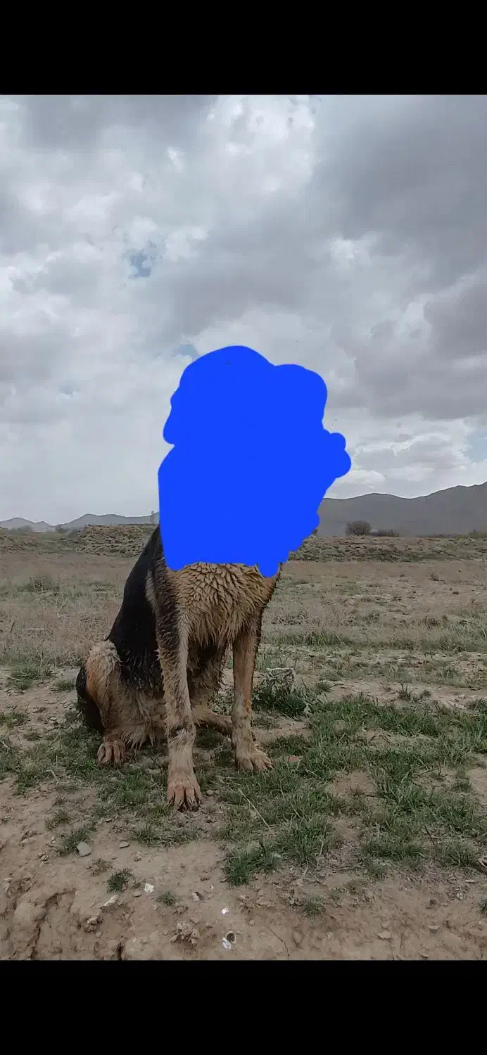 واگذاری سگ پژدر|سگ|اراک, |دیوار