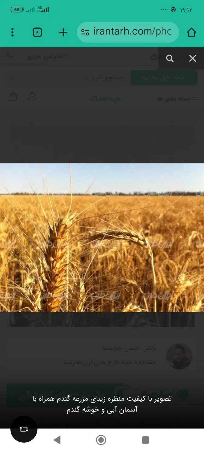 گندم پیشگام|عمدهفروشی|آشخانه, |دیوار