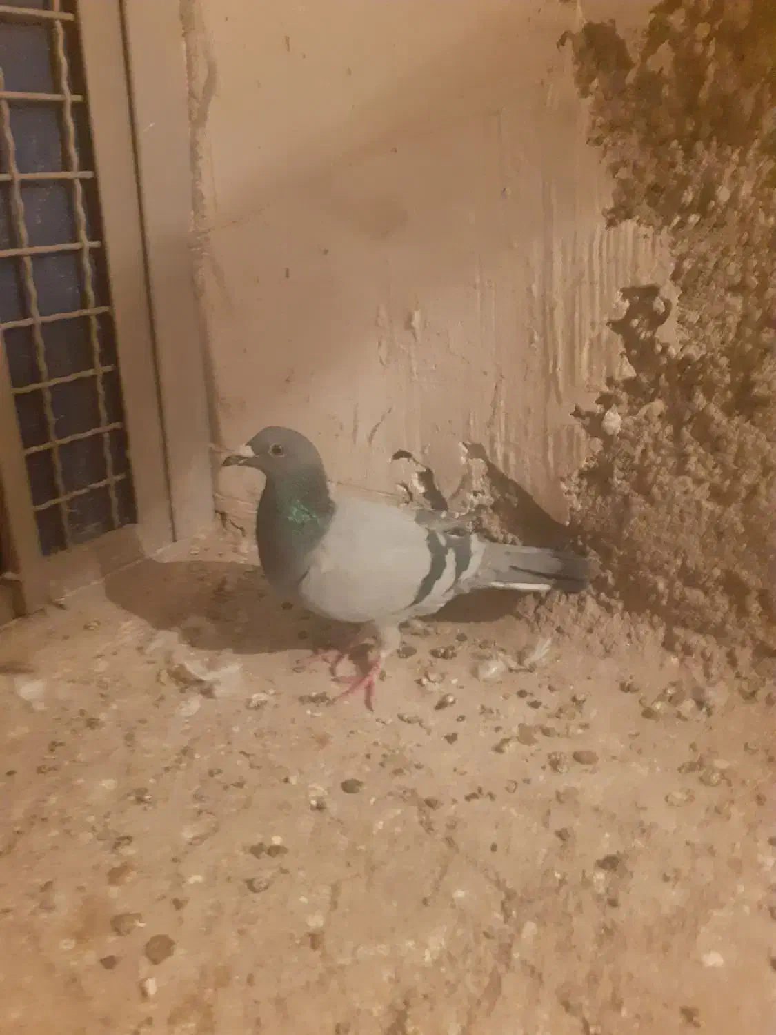 کبوتر|پرنده|اقبالیه, |دیوار