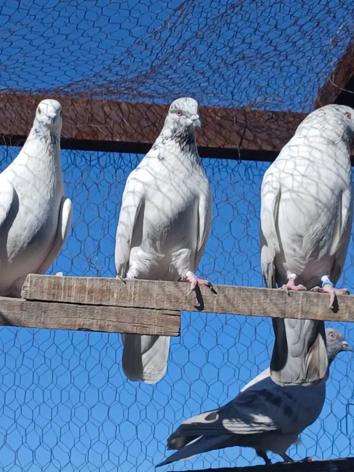 کبوتر پرشی.|پرنده|مبارکه, |دیوار