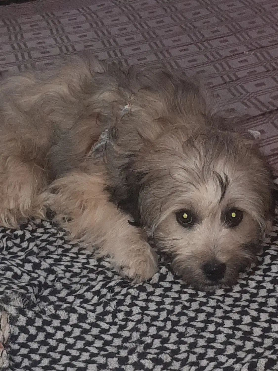 سگ شیتزو|سگ|قم, پردیسان|دیوار