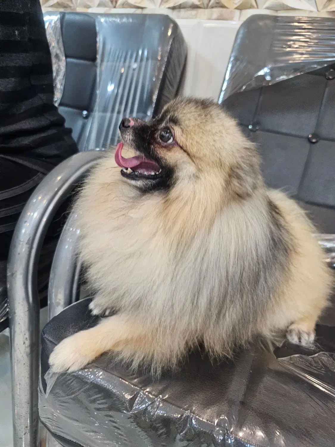 پامرهای شیطون وبازیگوش .پدرومادرو بچه هاش|سگ|سنگر, |دیوار