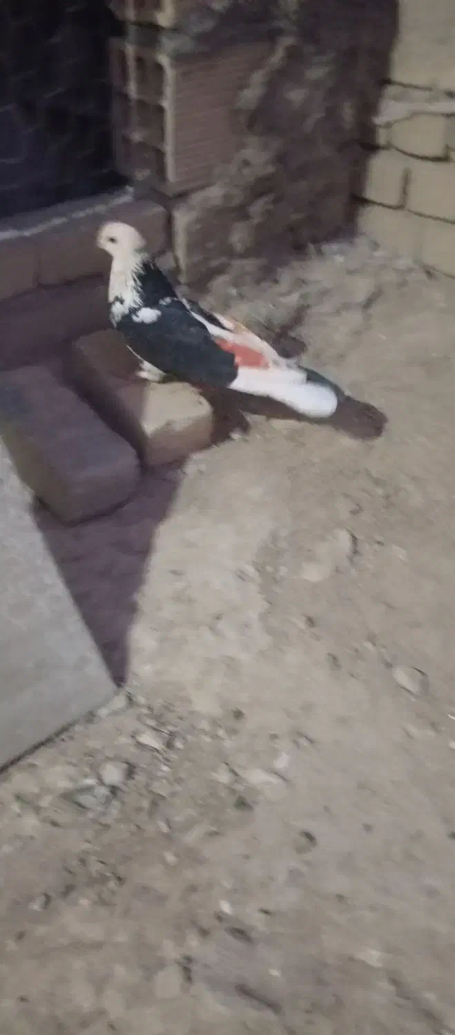 کبوتر|پرنده|ملایر, |دیوار