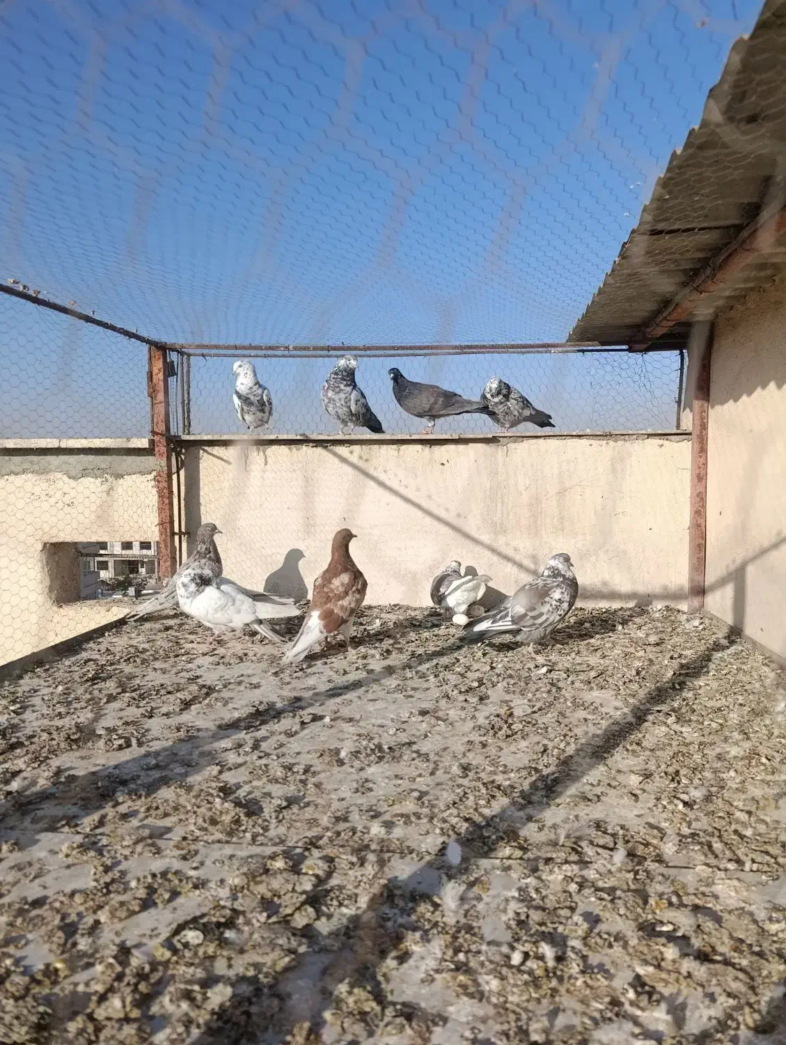 کفتر تهرانی|پرنده|محمدیه-قزوین, |دیوار