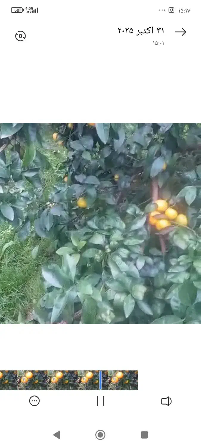 نارنگی|عمده‌فروشی|آمل, |دیوار