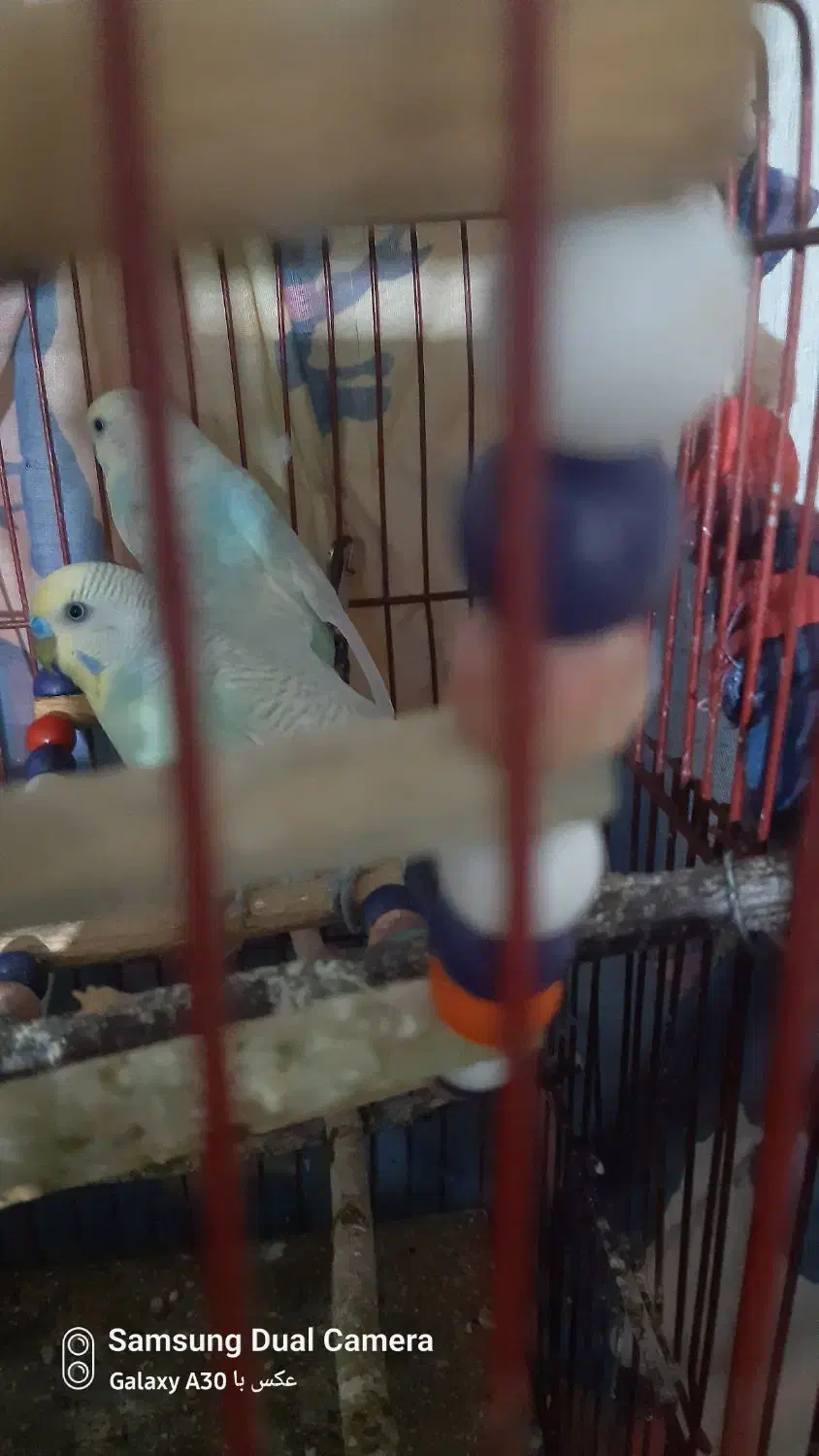 مرغ عشق|پرنده|الوند, |دیوار