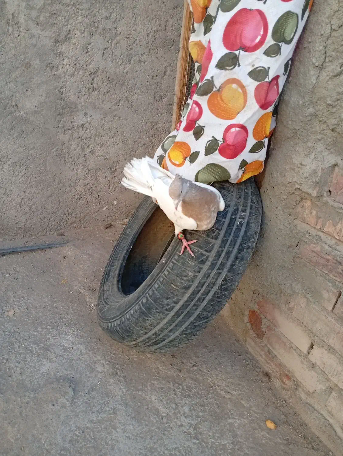 کله ای و زاغ|پرنده|بم, |دیوار