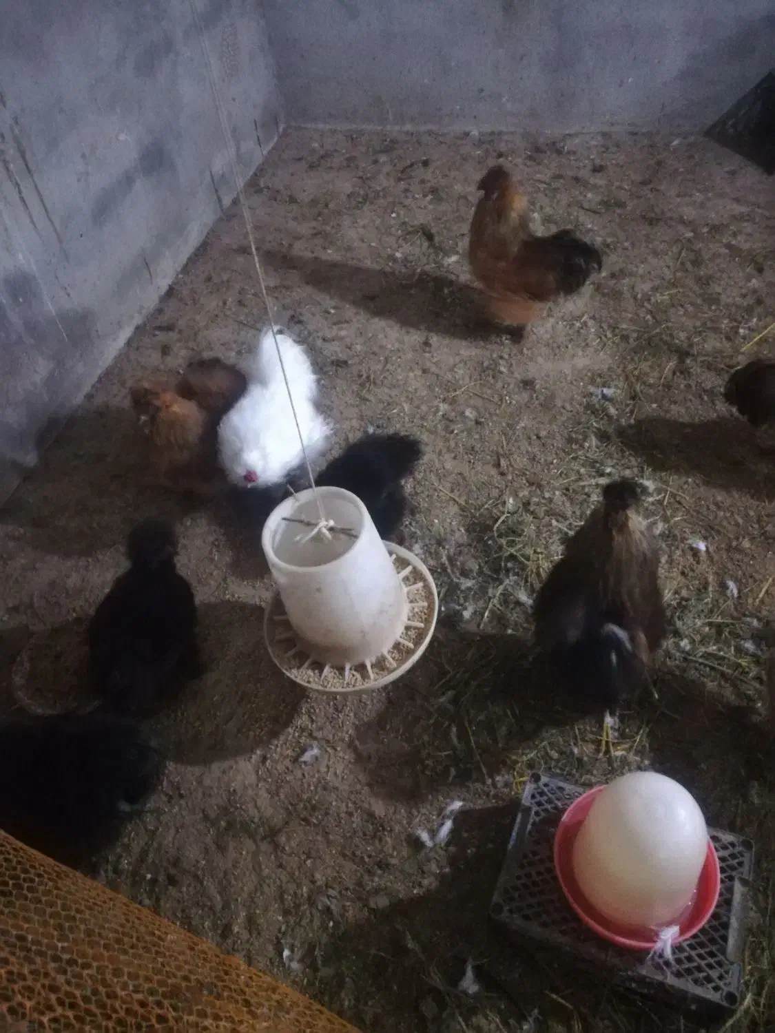 ابریشمی کوپال مولد|حیوانات مزرعه|آستانه اشرفیه, |دیوار