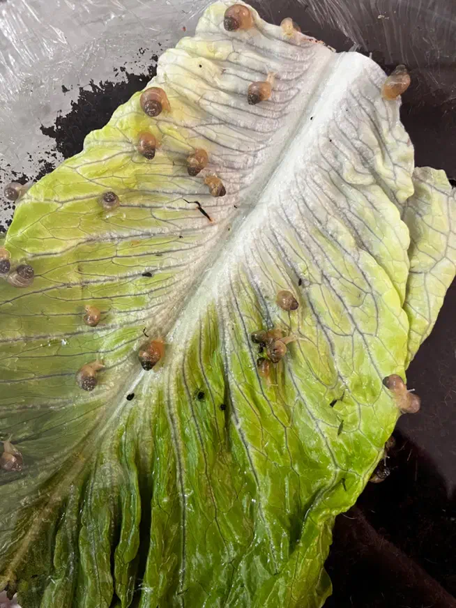 حلزون آچاتینا|خزنده|یزد, |دیوار