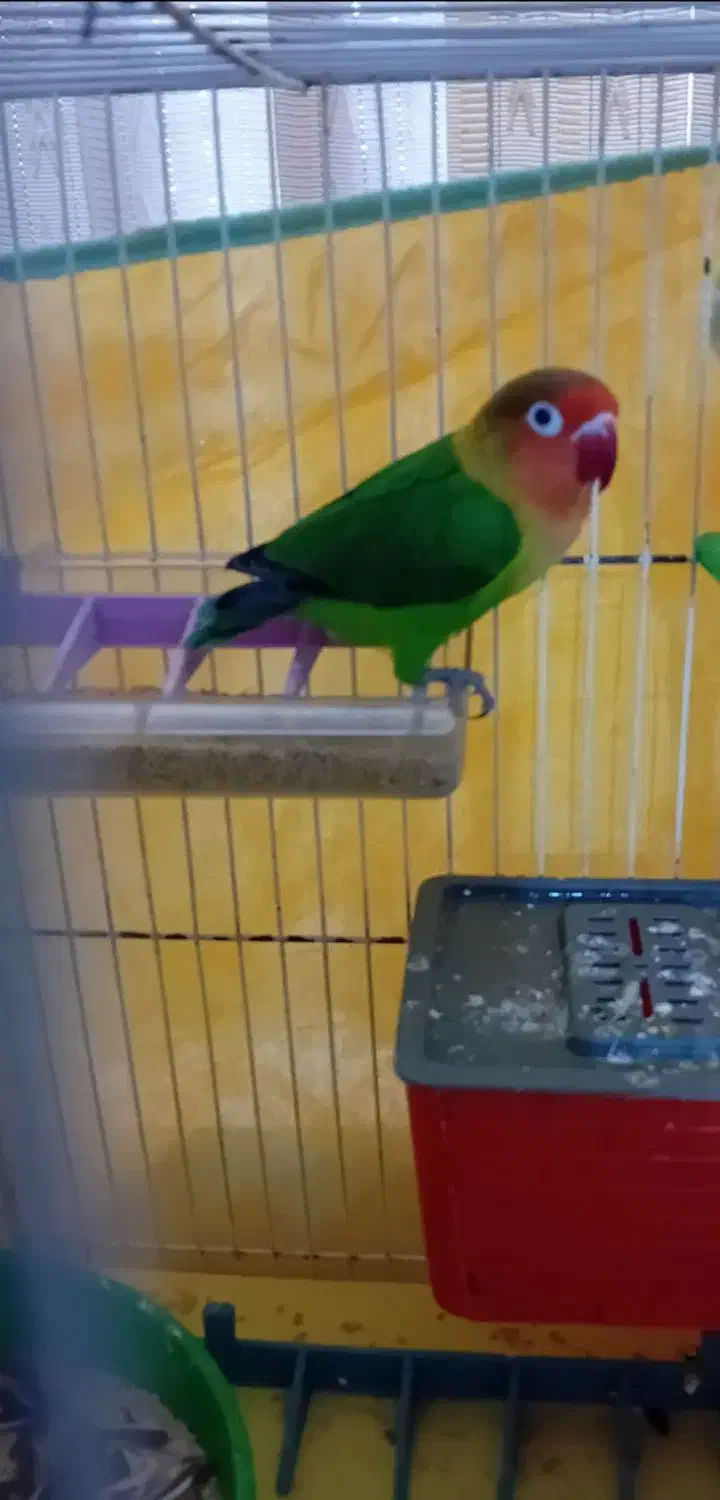 کوتوله|پرنده|زیرکوه, |دیوار