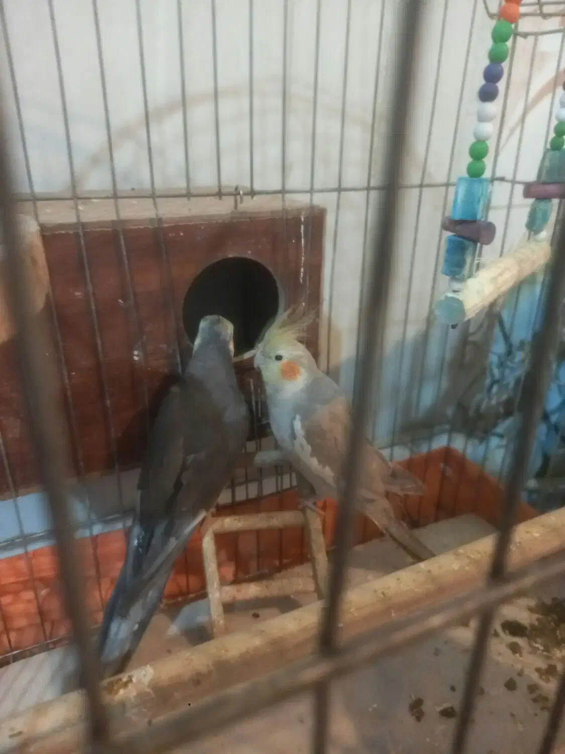 عروس هلندی مولد(همراه با ۷تا تخم)|پرنده|فردیس, سپید دشت|دیوار