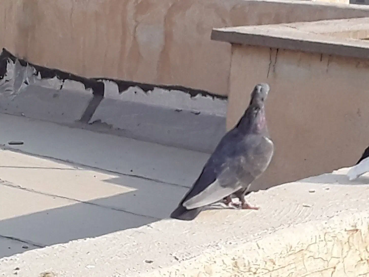 کبوترقهوای|پرنده|بهبهان, |دیوار