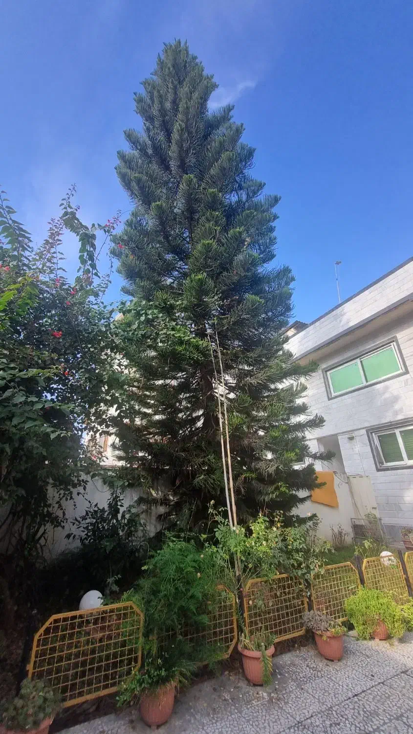 کاج مطبق|گل و گیاه طبیعی|قائم‌شهر, |دیوار