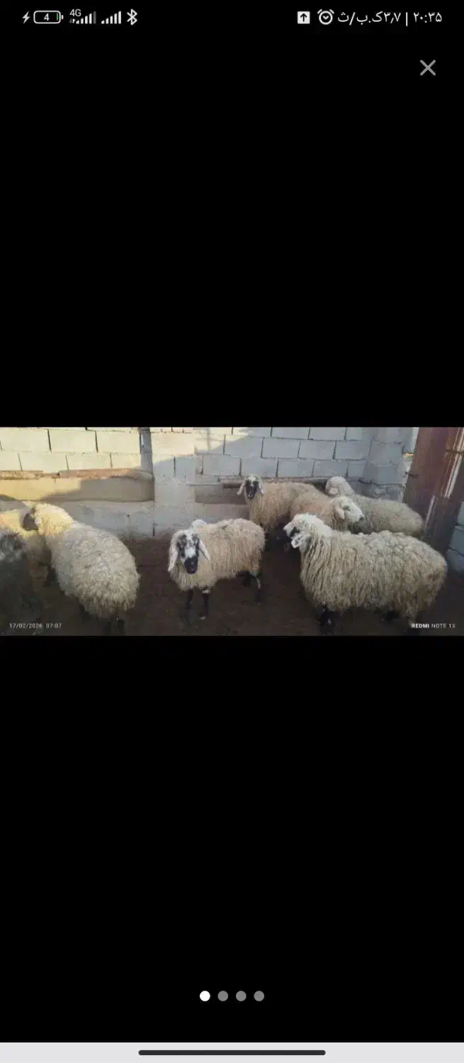 میش فر وشی|حیوانات مزرعه|سربیشه, |دیوار