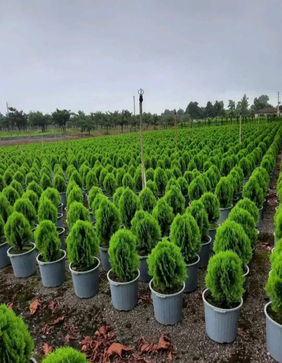 خدمات باغبانی در سراسر پردیس|خدمات باغبانی و درختکاری|پردیس, فاز ۲|دیوار