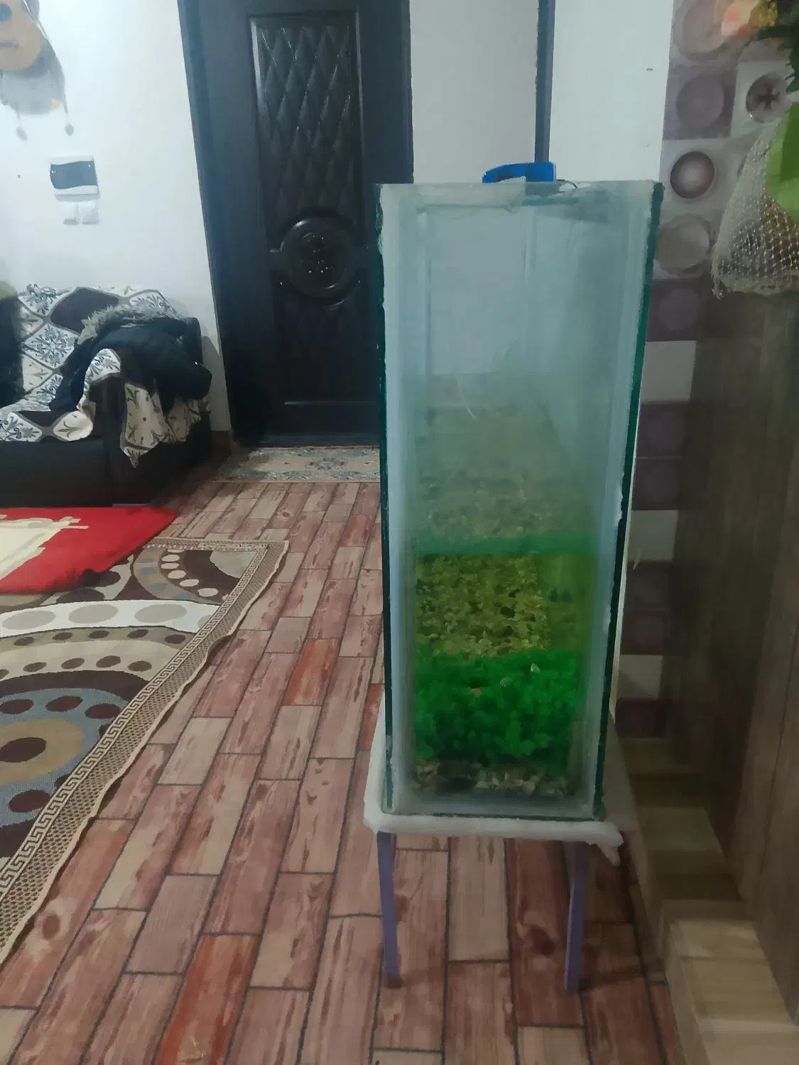 آکواریوم ماهی با وسایل کامل|ماهی|میاندوآب, |دیوار