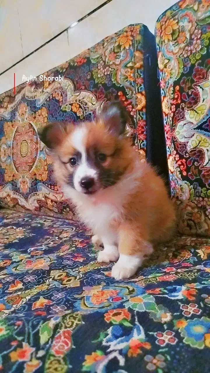 رنگ کاراملی وسفید ..پامرانین روباهی ..|سگ|برازجان, |دیوار