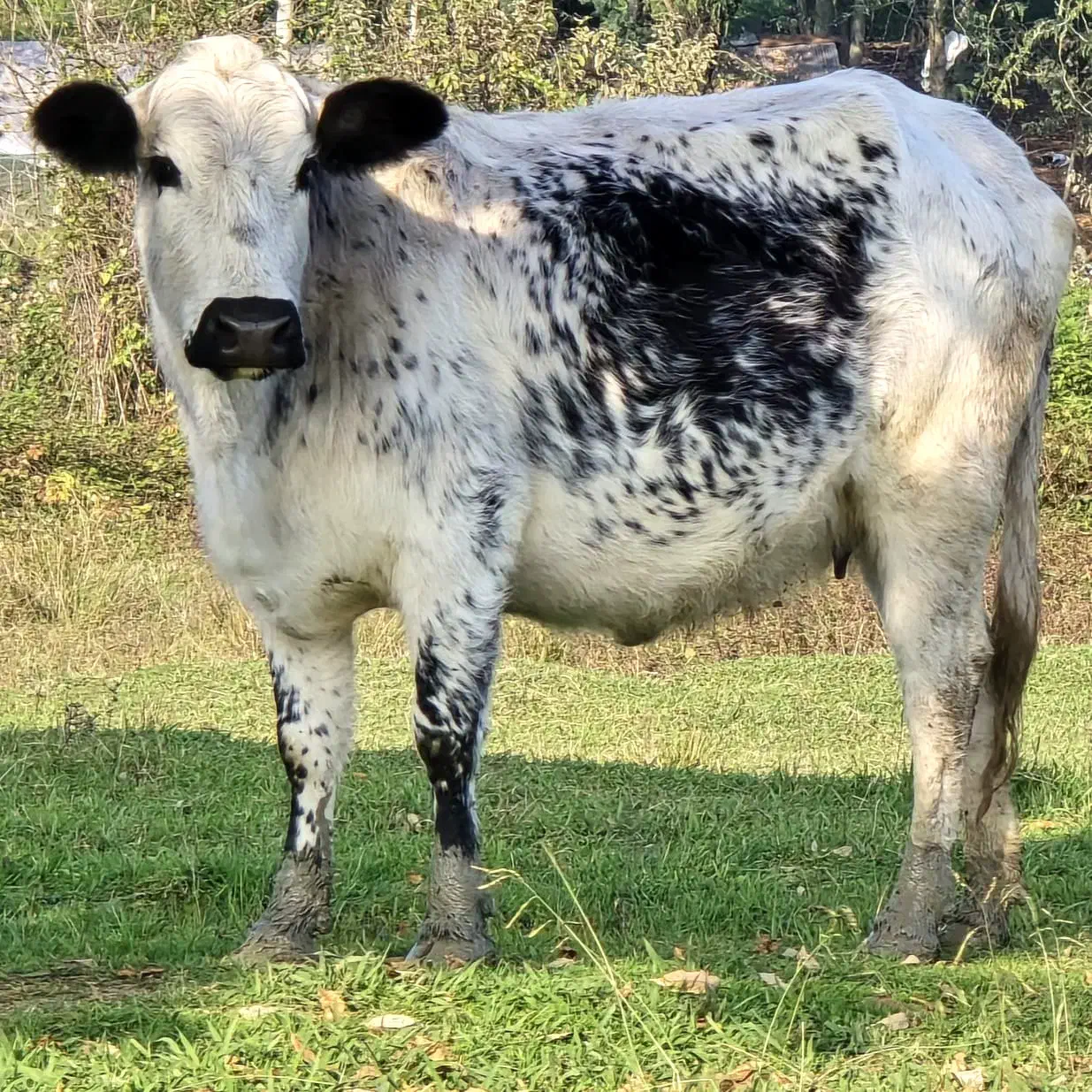 دورگ بی شاخ ۸ ماه شکم *جوان|حیوانات مزرعه|رشت, بازار|دیوار