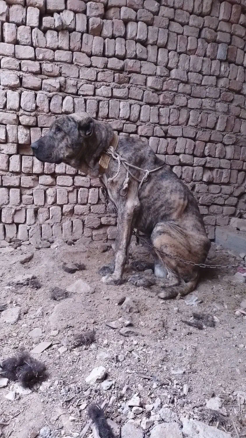 واگذاری سگ دورشت|سگ|کاشمر, |دیوار