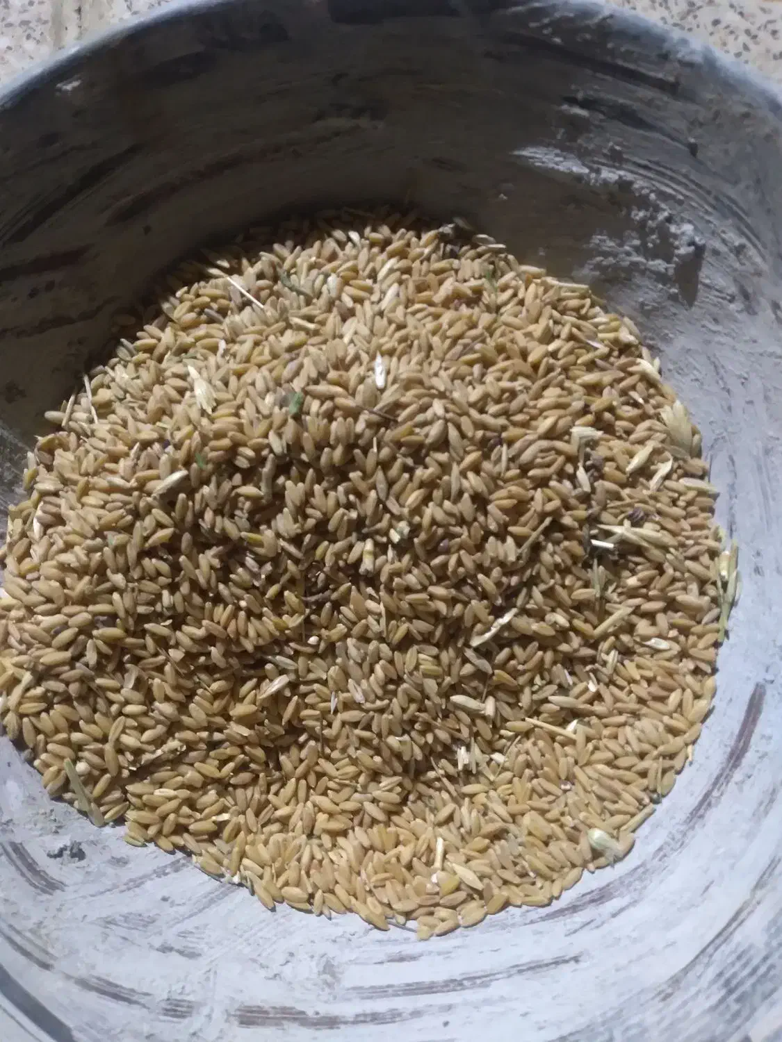 گندم|گل و گیاه طبیعی|قره پشتلو, |دیوار