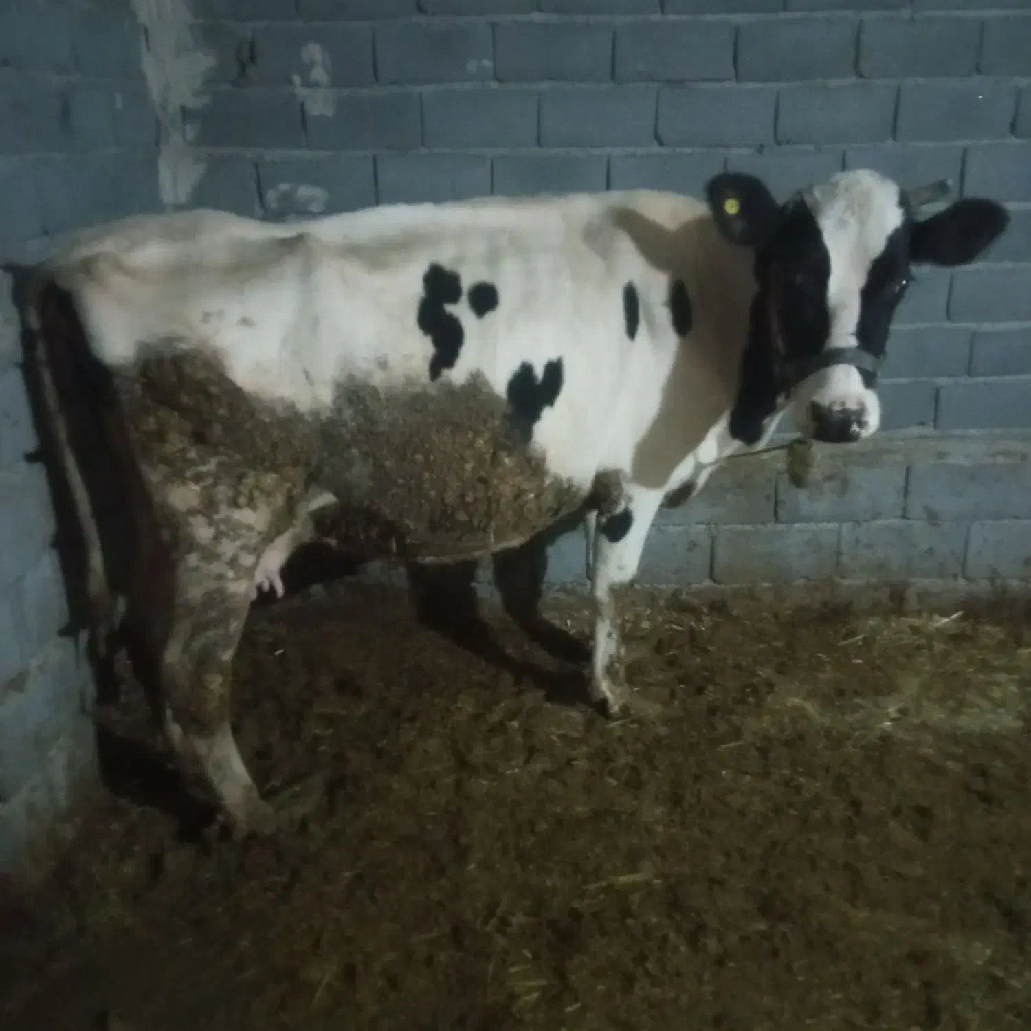 گاو|حیوانات مزرعه|فلارد, |دیوار