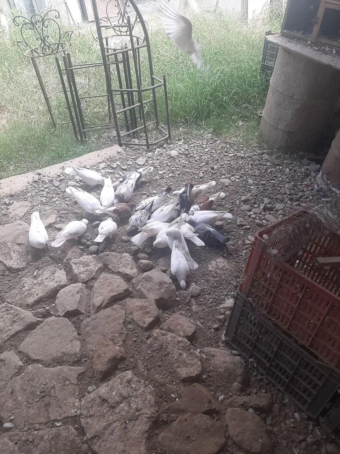 تعداد ۲۰ عدد کبوتر|پرنده|آستانه اشرفیه, |دیوار