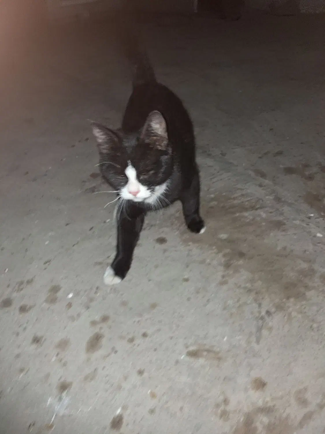 یک گربه پیدا کردم|حیوانات|دورود, |دیوار