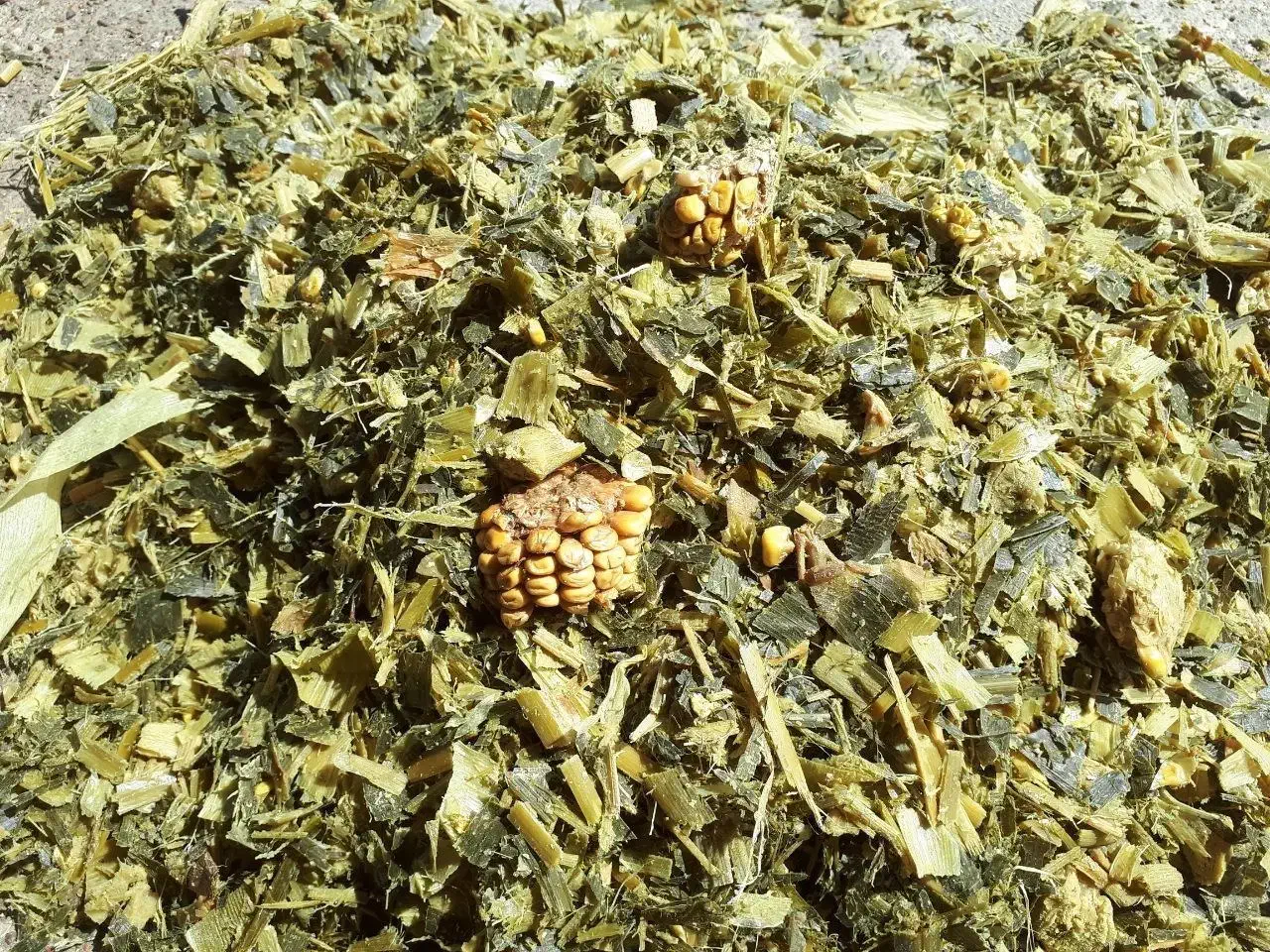 فروش چقندر قند|عمدهفروشی|دشتابی, |دیوار