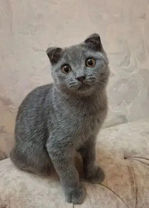 گربه ی اسکاتیش فولد پسر دارای شناسنامه|گربه|سبزوار, پاسداران|دیوار