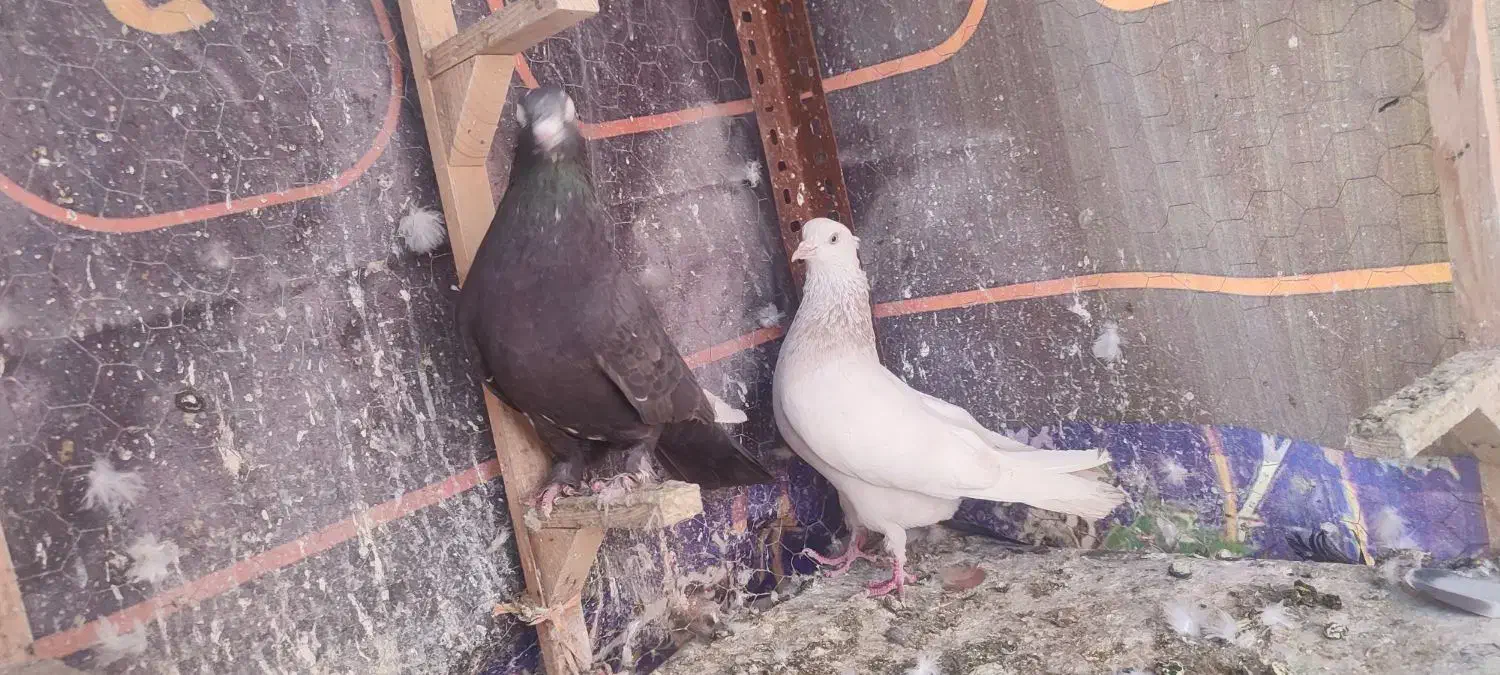 کفتر|پرنده|شیراز, کوشک میدان|دیوار