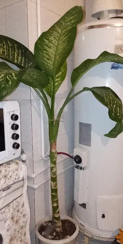 گل طبیعی|گل و گیاه طبیعی|گلپایگان, |دیوار