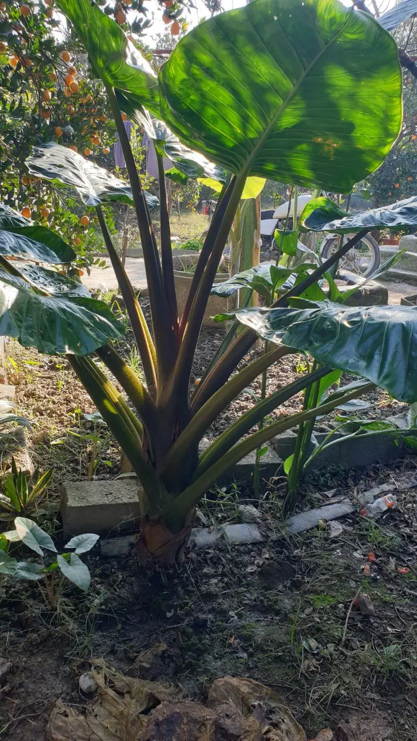 گل بابا آدم|گل و گیاه طبیعی|کیاکلا, |دیوار