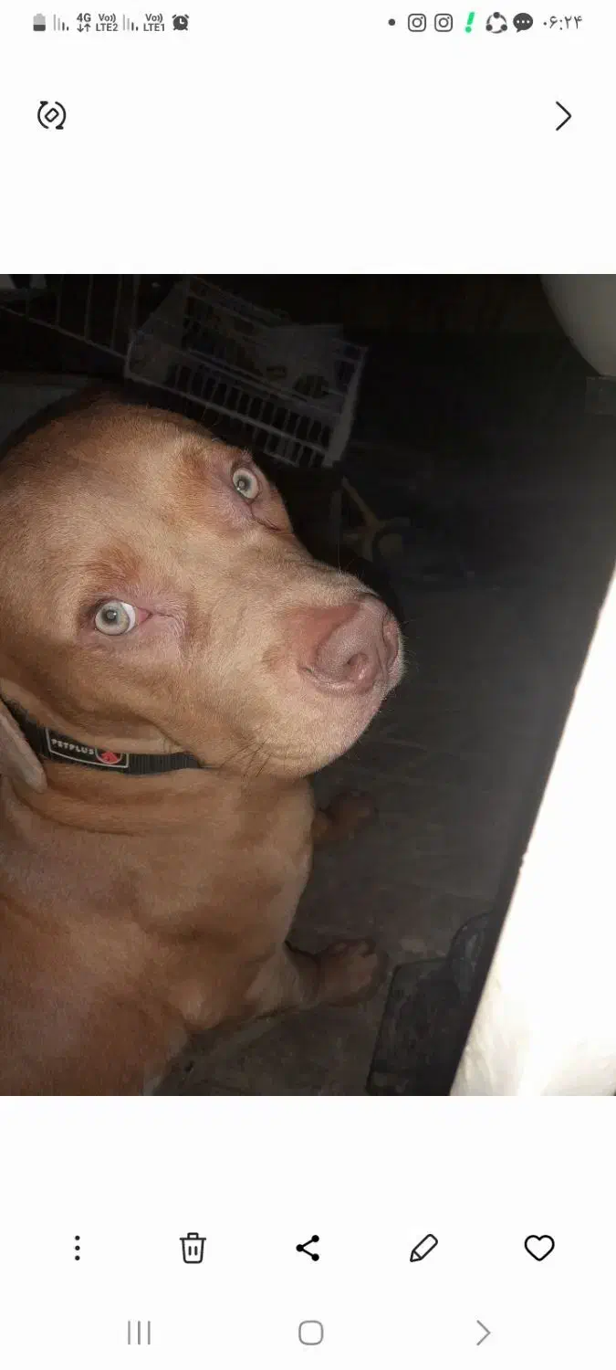 سگ پیتبول|سگ|تهران, خرمشهر|دیوار