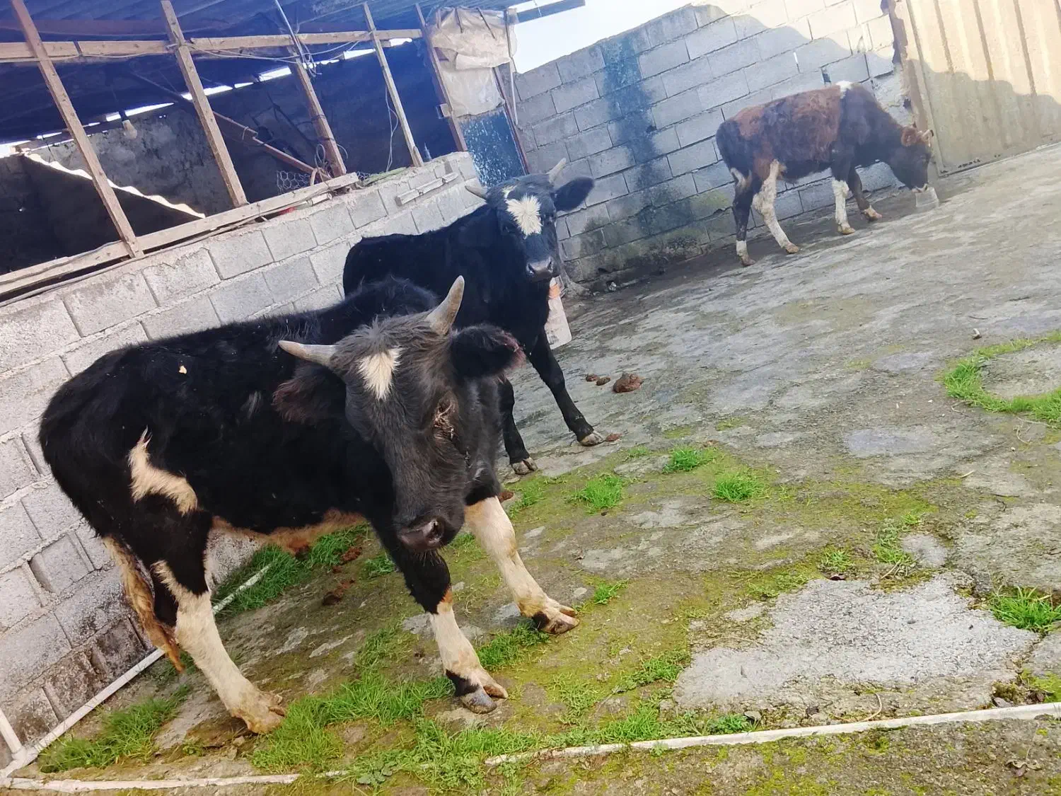 فروشی ۳راس دورگ محلی درجه یک|حیوانات مزرعه|آمل, |دیوار