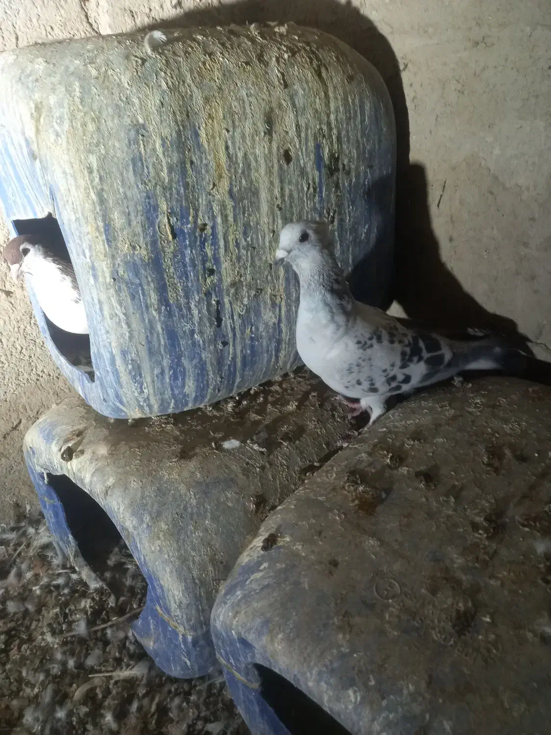 شامی|پرنده|هیرمند, |دیوار