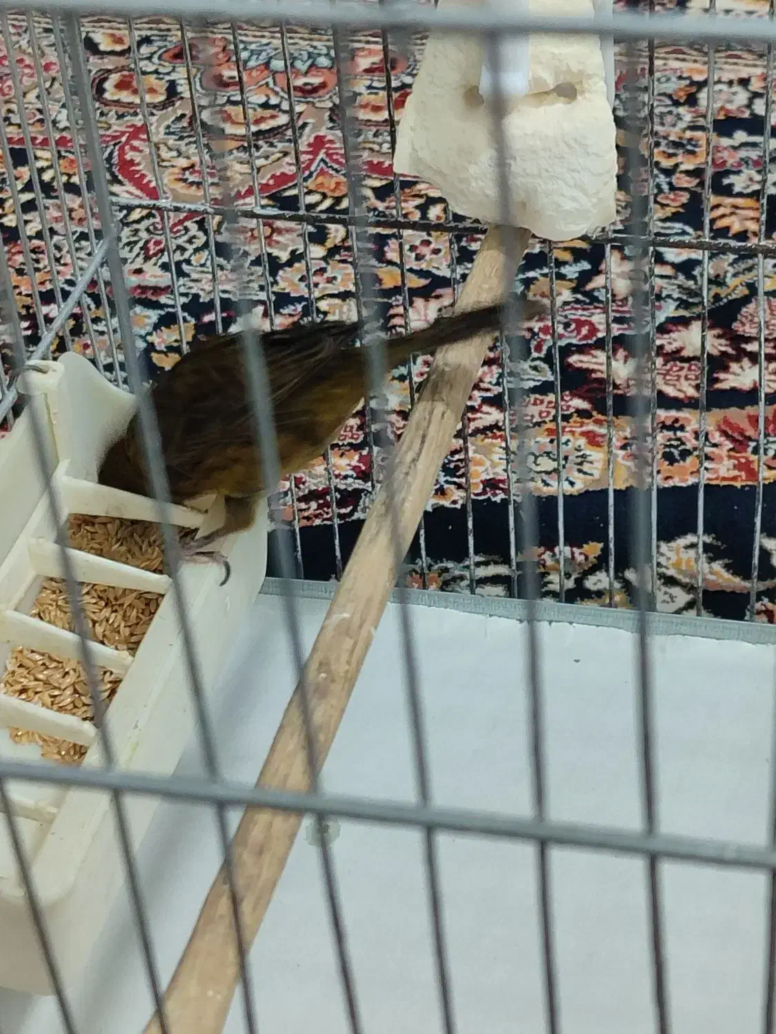 ماده کبالت جفتی سهر /20000000|پرنده|پاکدشت, پاکدشت (مامازند)|دیوار